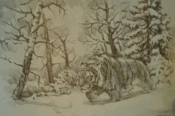 Тайга рисунок