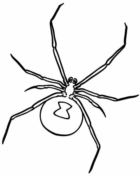 Паук сбоку рисунок