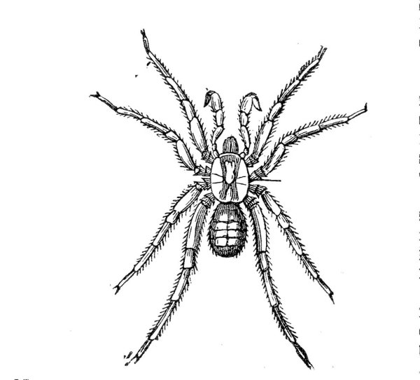 Паук рисунок
