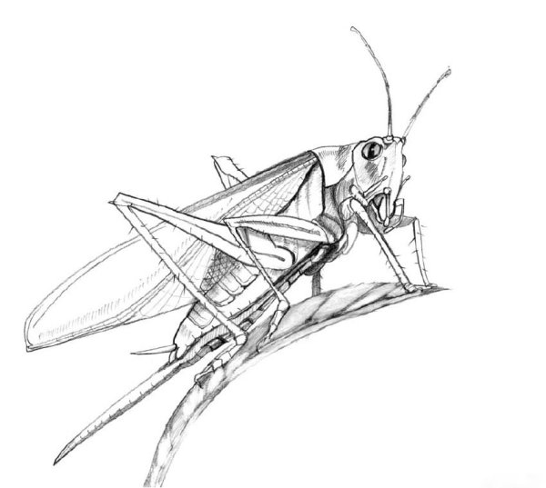 Кузнечик карандашом