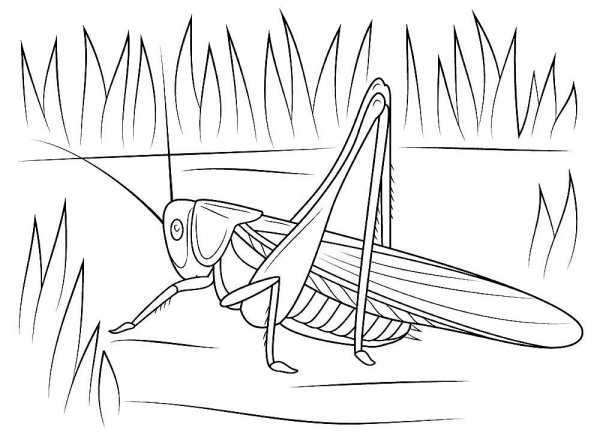 Кузнечик раскраска для детей