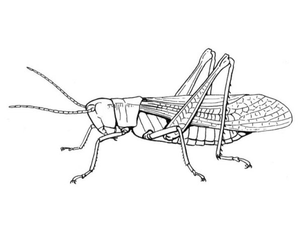 Поэтапное рисование кузнечика