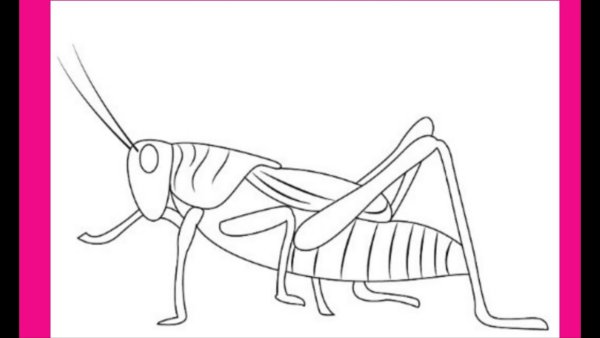 Нарисовать кузнечика