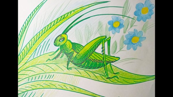 Кузнечик рисунок для детей раскраска