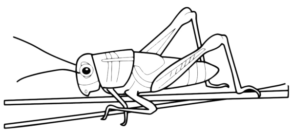 Кузнечик рисунок карандашом