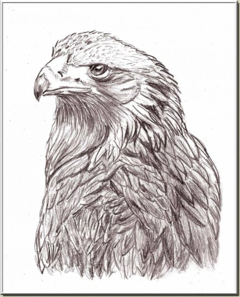 Голова орла эскиз карандашом