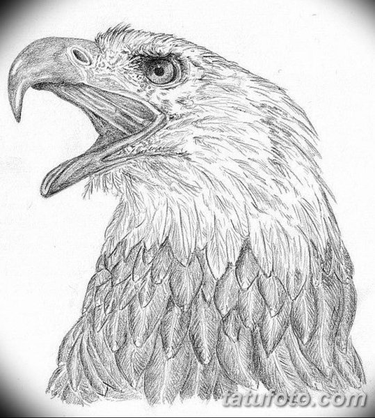 Контурное изображение орла