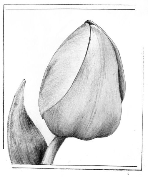 Тюльпаны карандашом