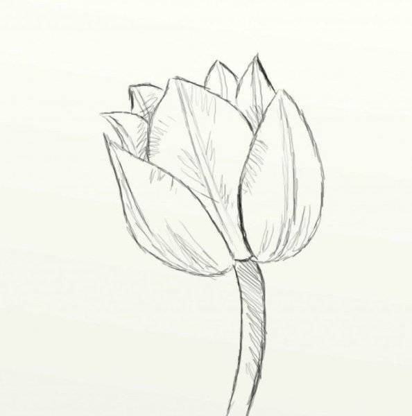 Тюльпаны набросок