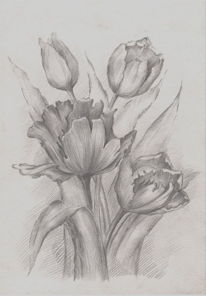 Рисунки цветов карандашом