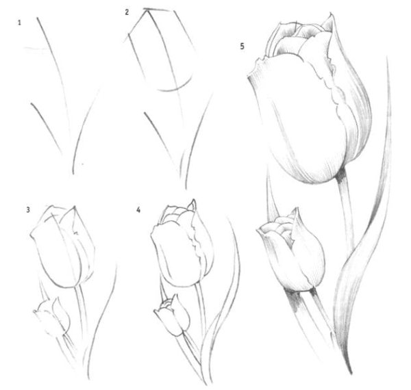 Тюльпан в графике