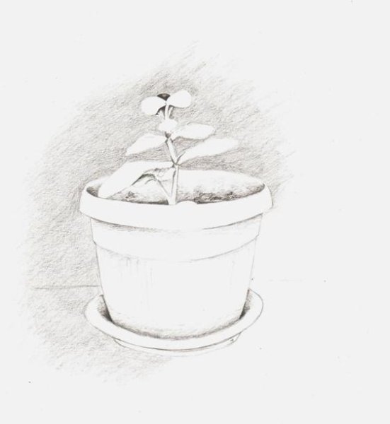 Наброски цветов в горшке