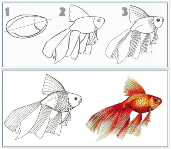 Этапы рисования рыбки