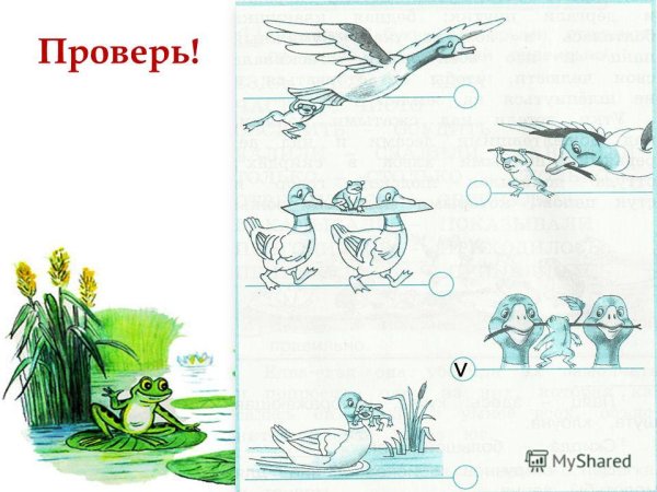 Падение лягушки путешественницы