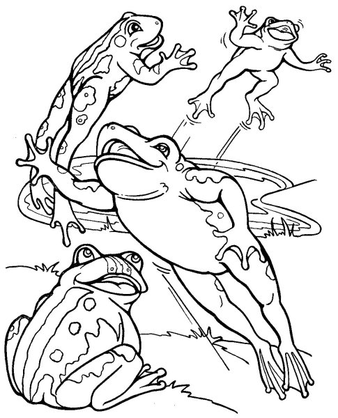 Картинки для раскрашивания лягушка путешественница