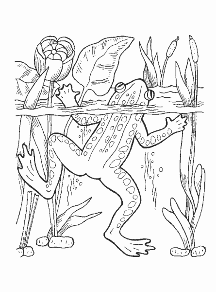 Лягушка путешественница раскраска для детей