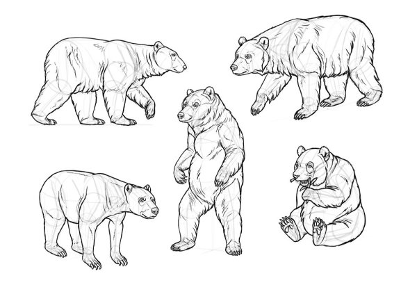 Медведь раскраска