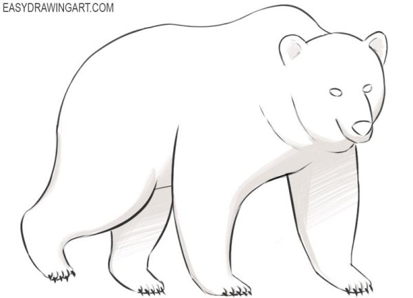 Медведь раскраска