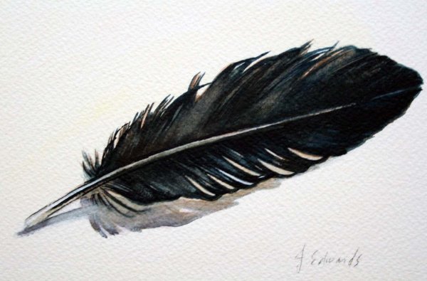 Перья птиц Грач