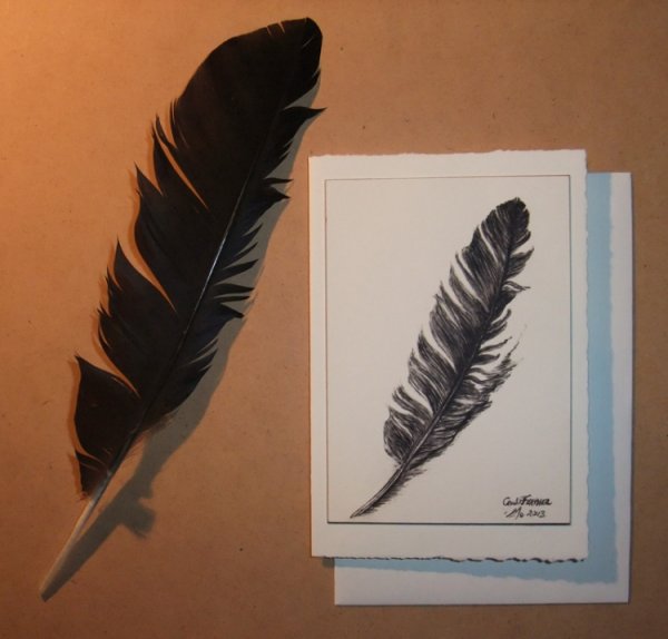 Перо вороны перо галки перо Грача