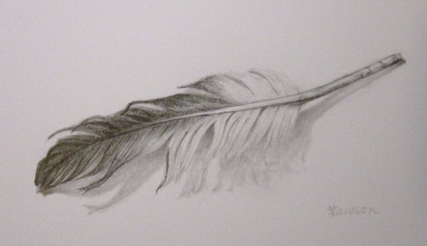 Перо птицы карандашом