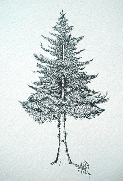 Ель зарисовка