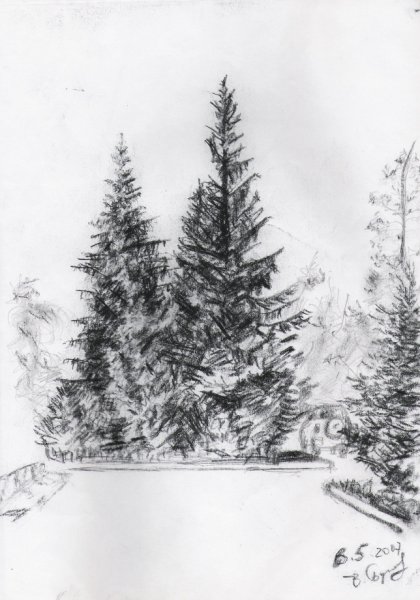 Рисование деревьев разных пород