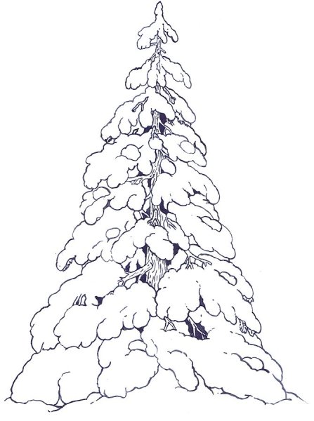 Зарисовки деревьев ель