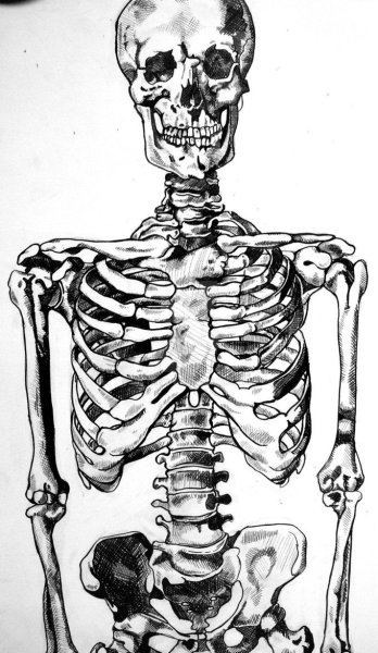 Скелет рисунок