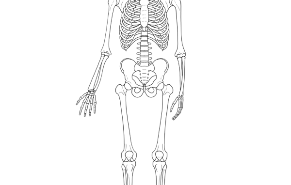Скелет рисунок