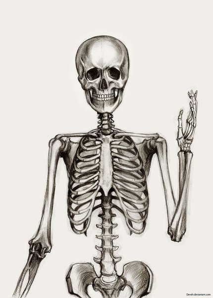 Скелет, Skeleton анатомия