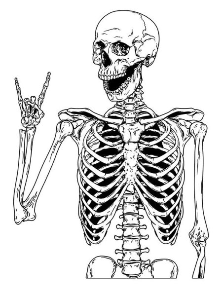 Скелет набросок