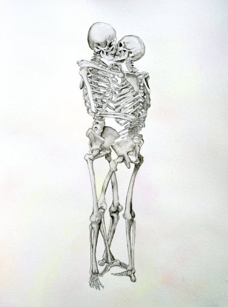 Баммес анатомия скелет грудная клетка и таз