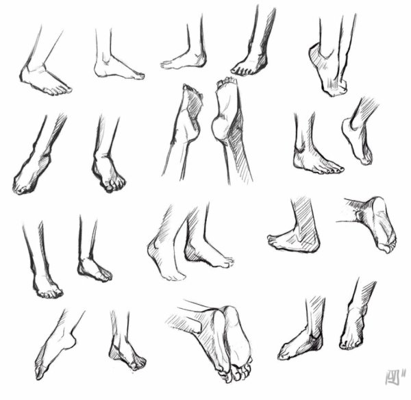 Ноги референс анатомия анатомия