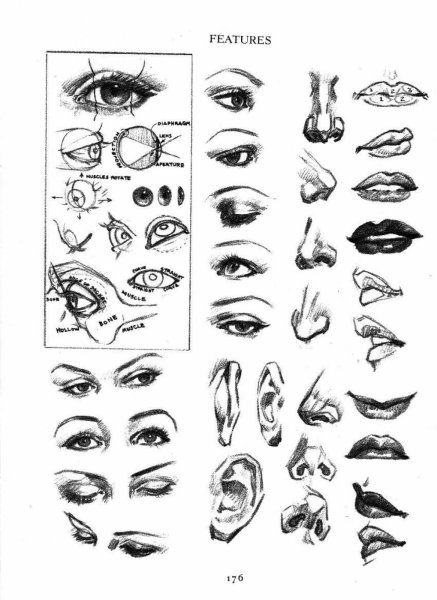 Референсы рук от плеча