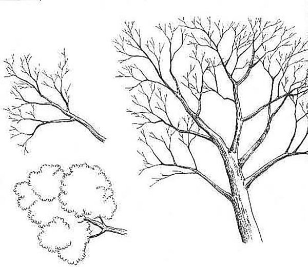 Дерево сбоку рисунка