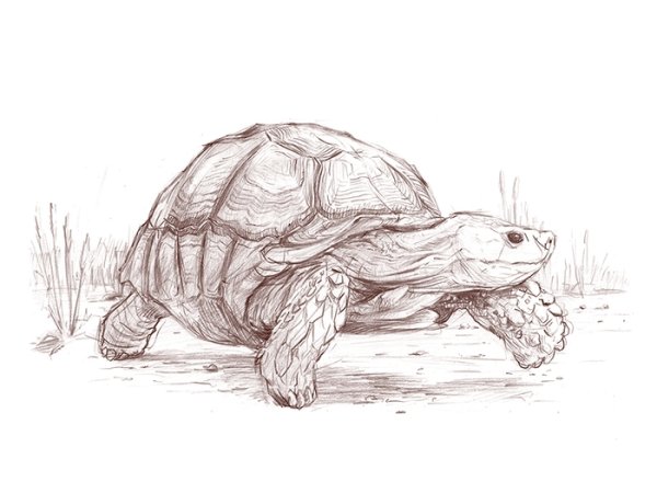Черепаха карандашом