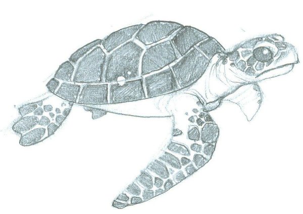 Черепаха зарисовки