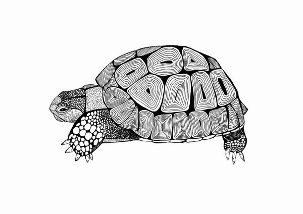 Черепаха рисунок