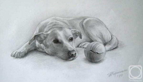 Зарисовки собак карандашом