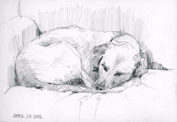 Наброски собак