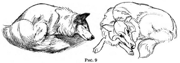 Спящая собака рисунок карандашом