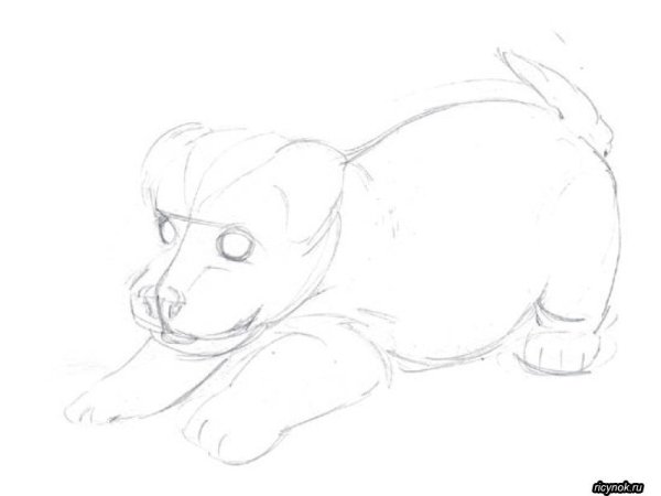 Рисунок лежащей собаки карандашом для срисовки