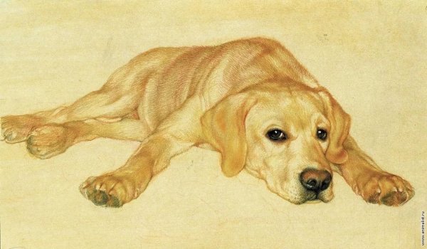 Лабрадор рисунок