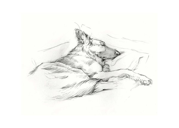 Собака лежит набросок