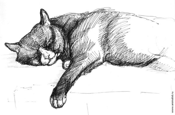 Собака лежит набросок