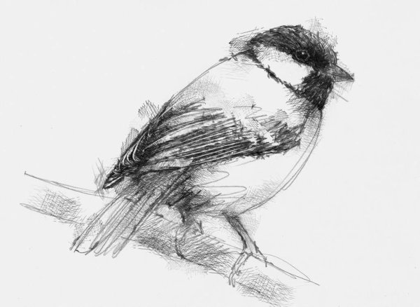 Наброски синички