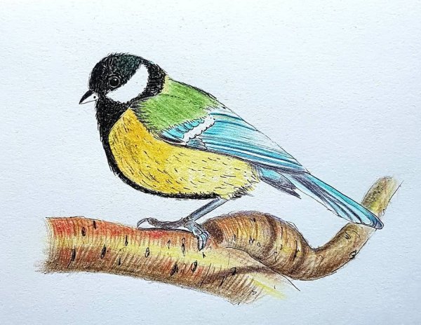 Синица карандашом