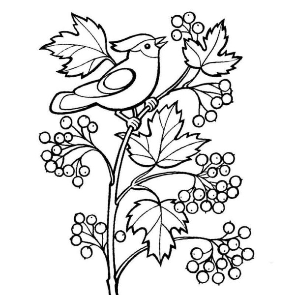 Осенние птицы раскраска