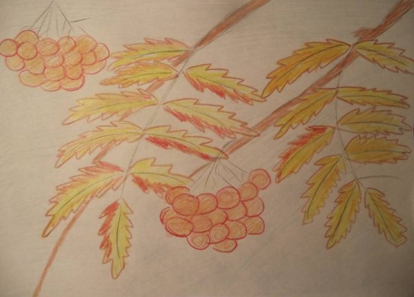 Рисование ветка рябины осенью
